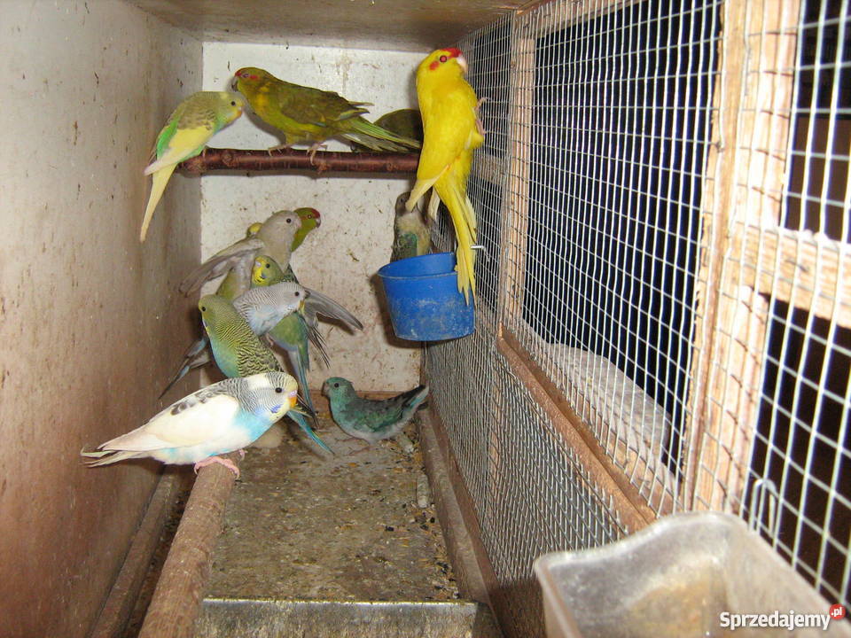 Sprzedam papugi faliste Zamość sprzedam