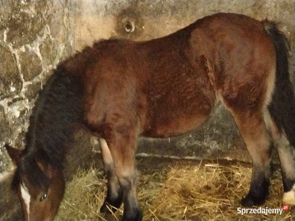 Źrebak 10 miesięczny Zimnokrwisty Maści Ciemny Giełda zwierząt Radom