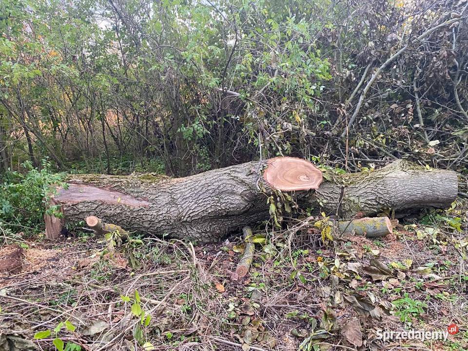 Orzech włoski 60 średnicy Bałtów sprzedam