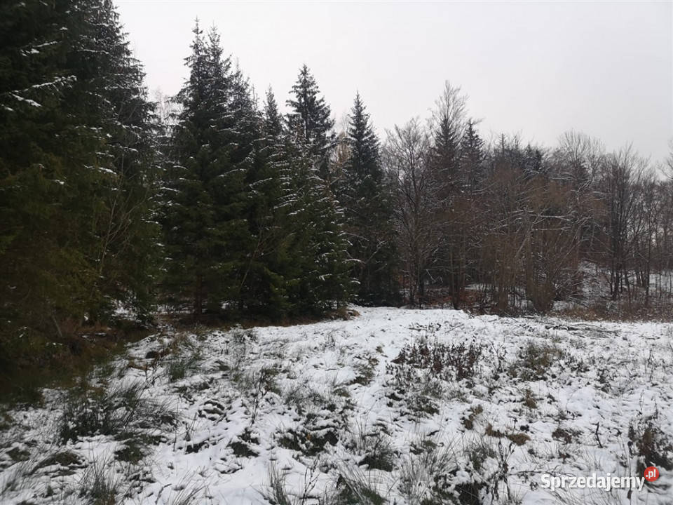 Działka budowlana w Jarkowicach z widokiem na las