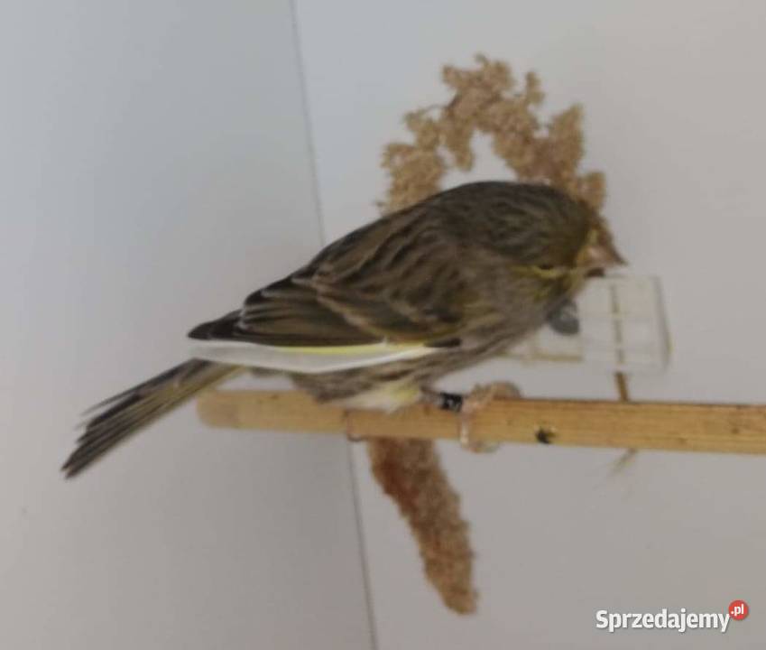 Samciec zielony 2019 samice 2020 Pustków-Osiedle