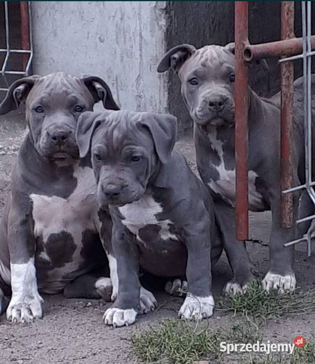 Facebook Blu raj hodowla Amstaff Instagram lubelskie Dęblin