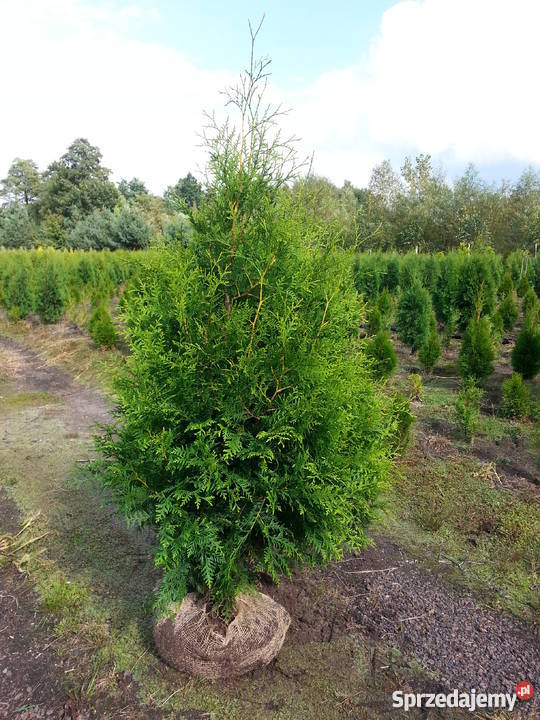 Thuja Brabant 100120 Szkółka Producent łódzkie sprzedam