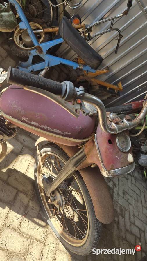 Komar sztywniak Hryniewicze