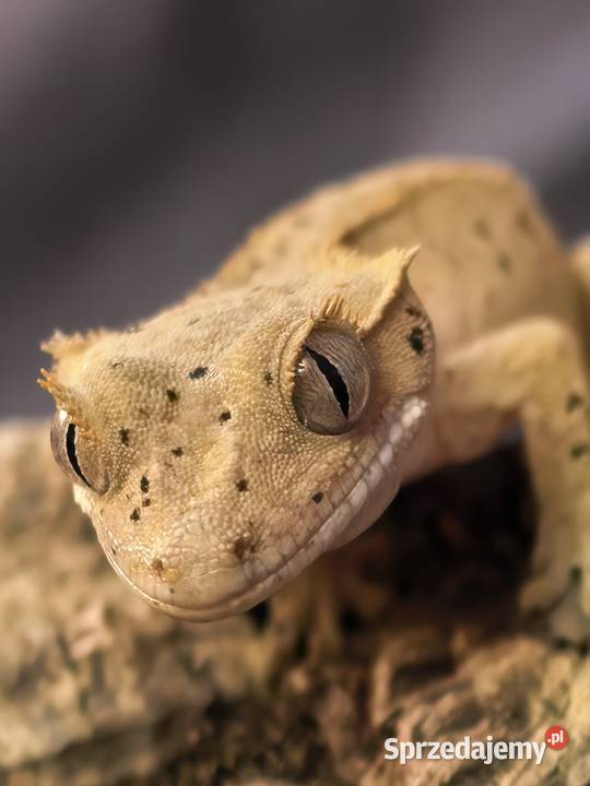 Gekon orzęsiony Gady i płazy Wrocław