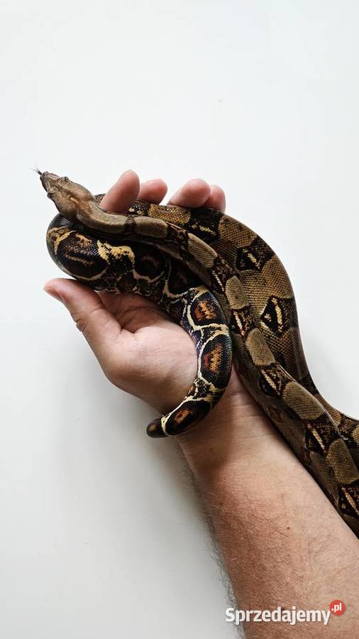 Wąż Boa Co strictor samiec piękny tęczowy połysk Gady i płazy Poznań