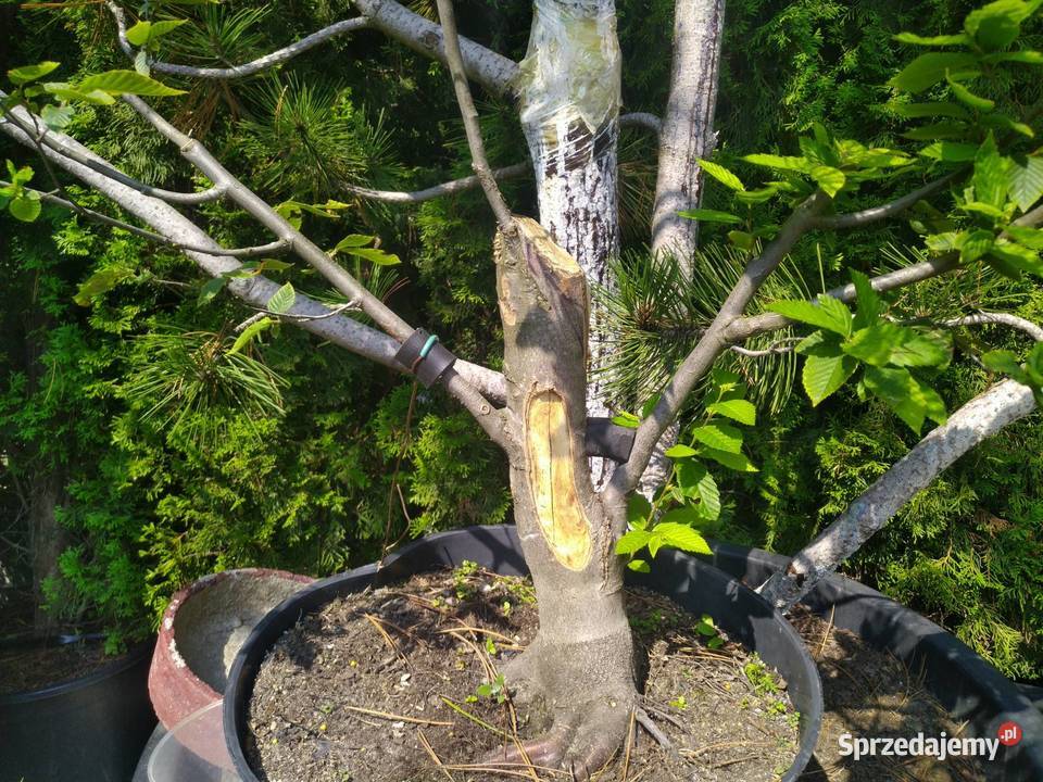 Drzewka pre bonsai dzika grusza i grab Skierniewice