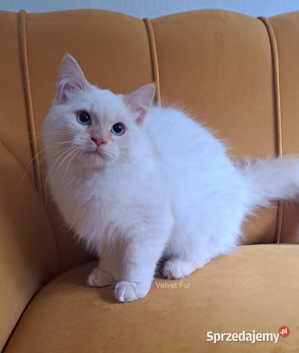 Kocur kremowy neva masquerade kot syberyjski opolskie Chrząstowice