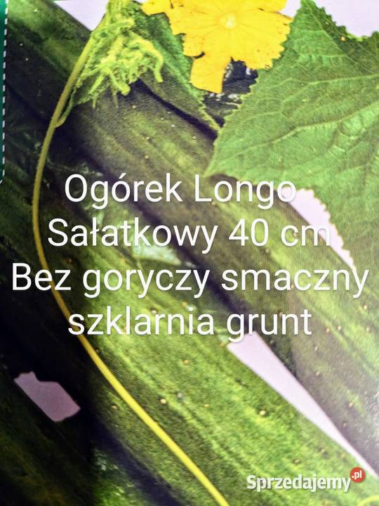 Ogórek sałatkowy długi 40 Longo nasiona małopolskie Kraków sprzedam