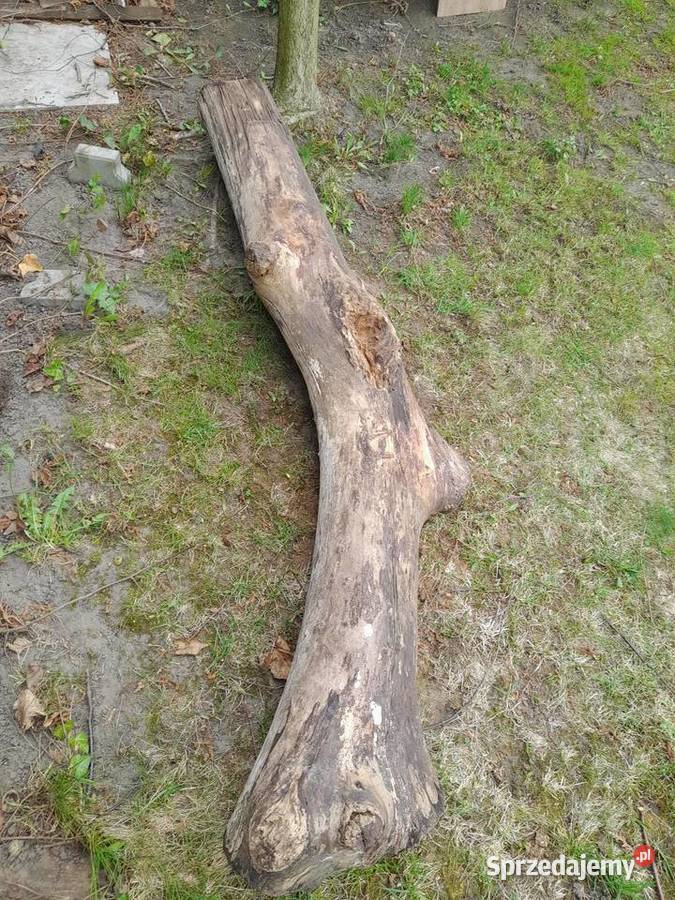 Sprzedam 2 m konar orzecha włoskiego Pozostałe sprzedam