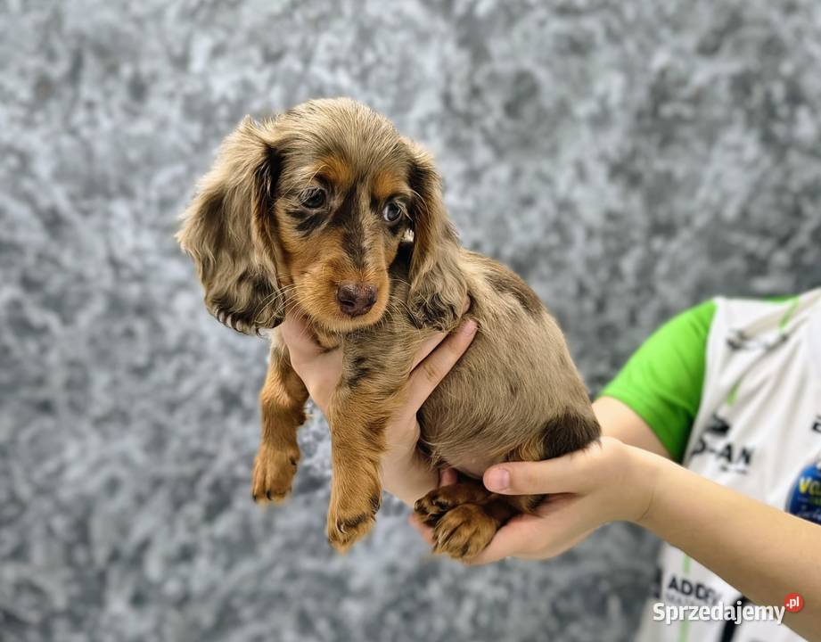 Jamnik długowłosy Dackel dachshund choco merle Żychlin