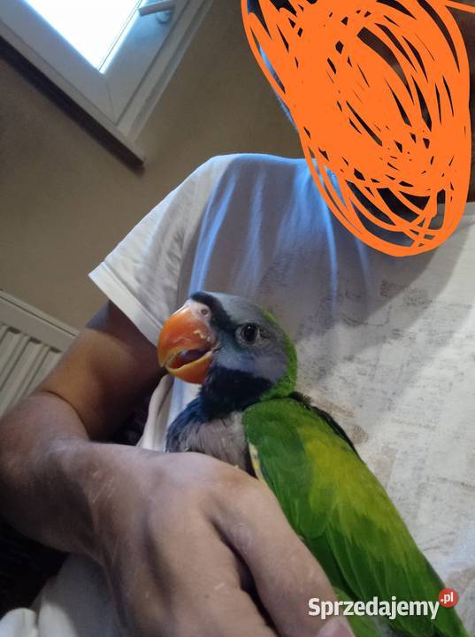 Papuga ręcznie karmiona Aleksandretta Chińska śląskie Żernica