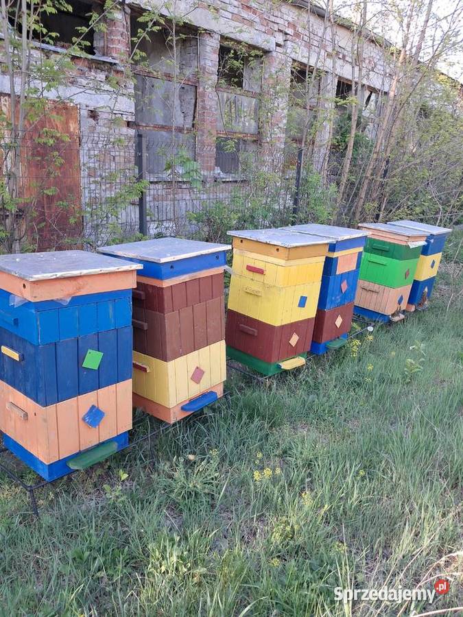 Pakiety Pszczele Odkłady Pszczoły Odrzywół