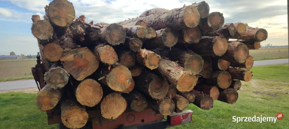 Drewno sosnowe opałowe w całości połupane Zagórów