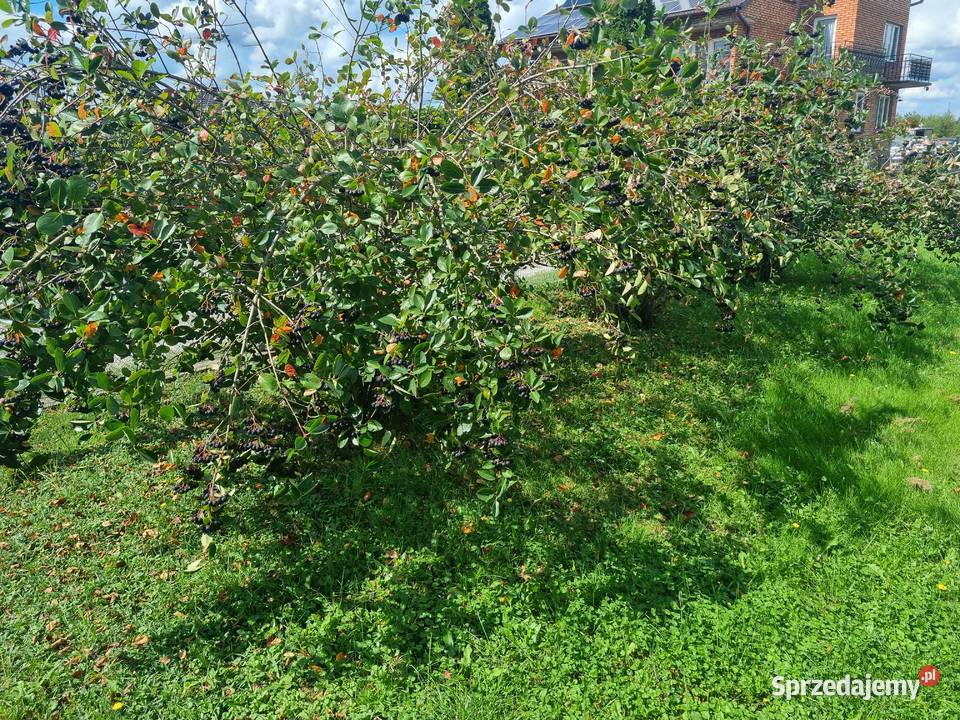 Aronia Owoce Aronii Sprzedam Dębica sprzedam