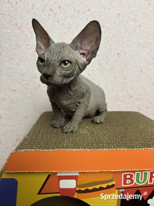 Sfinks niebieska kotka Zabrze