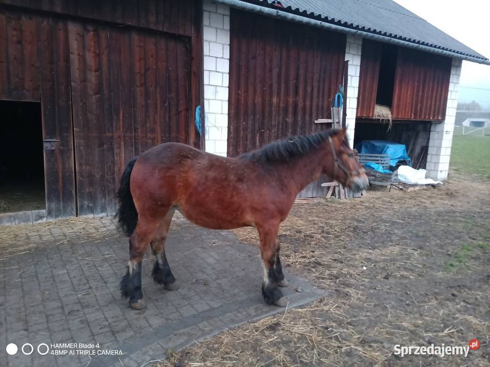 Klacz 10miesieczna małopolskie Limanowa