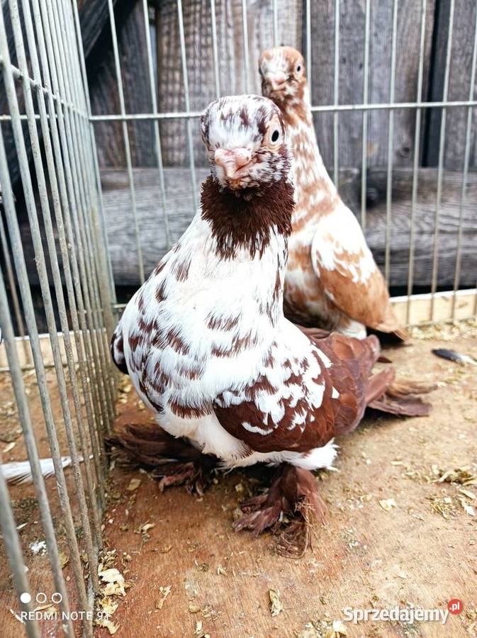 Motyl warszawski sprzedam