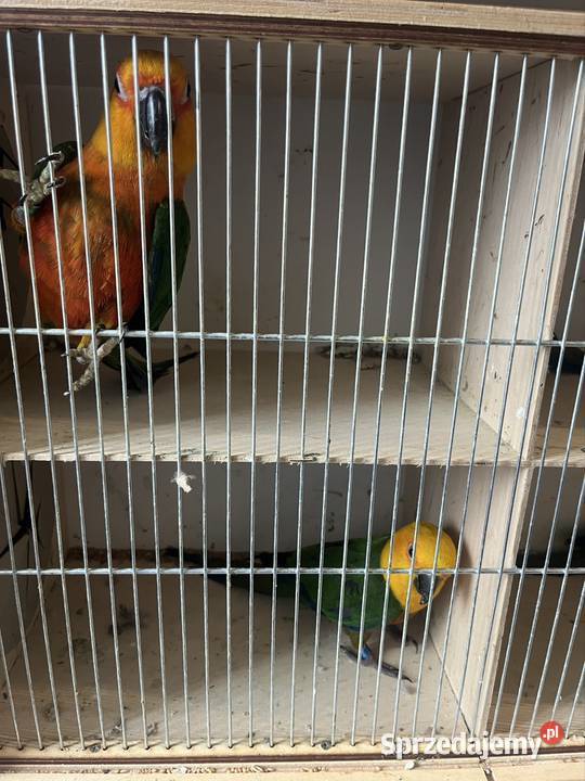 Konury słoneczne Zachowice