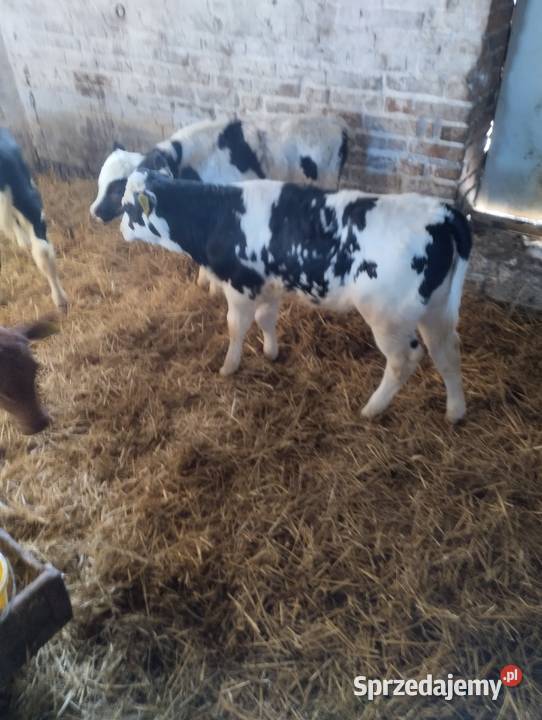 Sprzedam cielaki