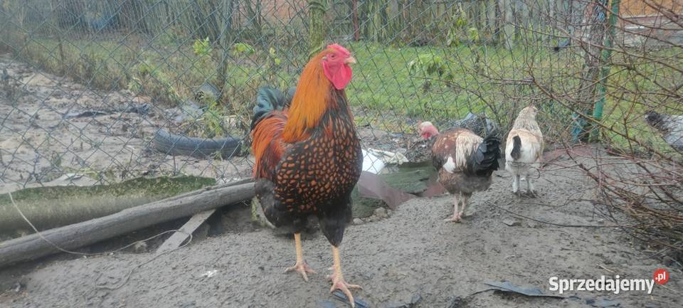 Koguty olbrzymie sprzedam Sobieska Wola Druga