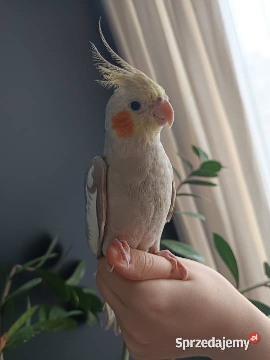 Nimfy oswojone