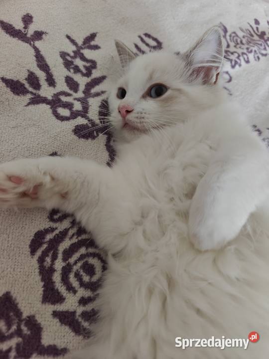 Cudowne kociaki Ragdoll FPL prawdziwy rodowód Lublin
