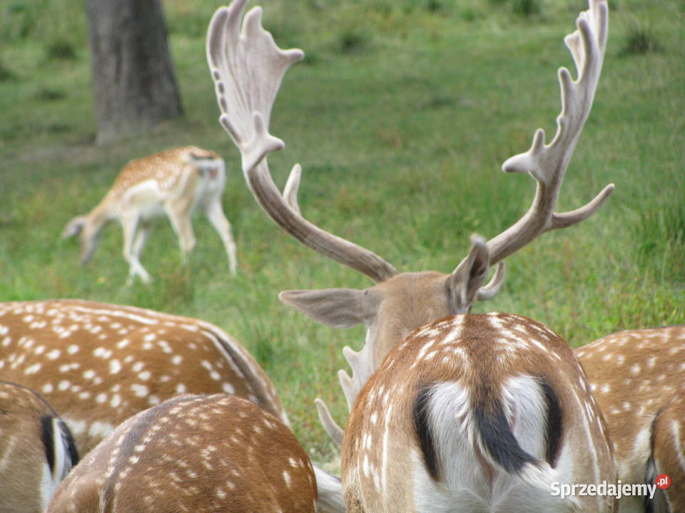 Daniele byki łanie zacielone młode szpicaki Słopnice