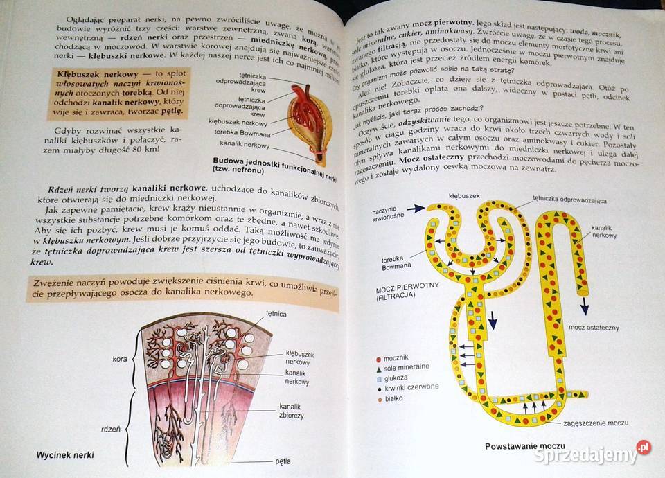Biologia 1 Człowiek anatomia fizjologia i Chełm