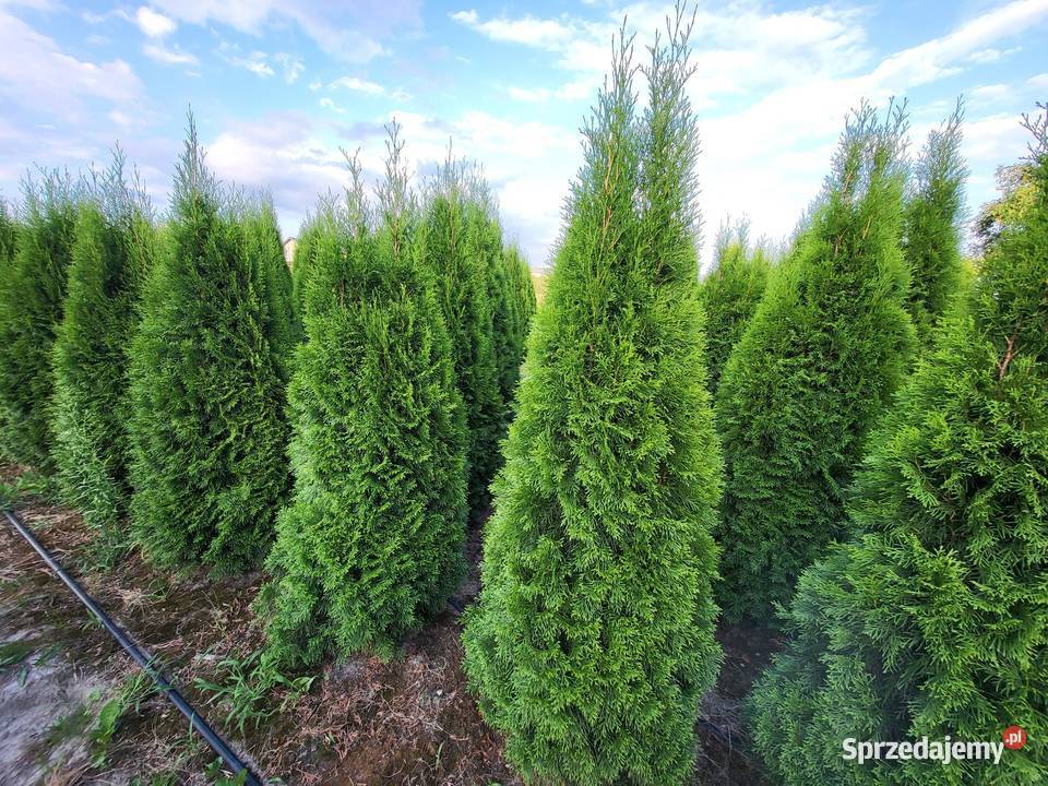 Tuja Tuje Szmaragd 160180 Transport Sadzenie Mogielnica