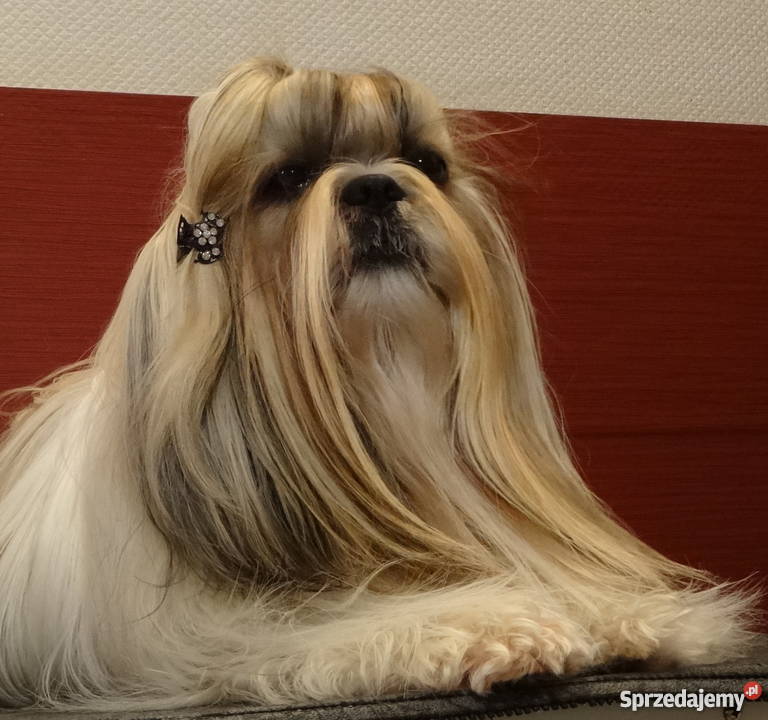 Shih tzu z rodowodem ZHPR UCIunikalne Shih Tzu Iława