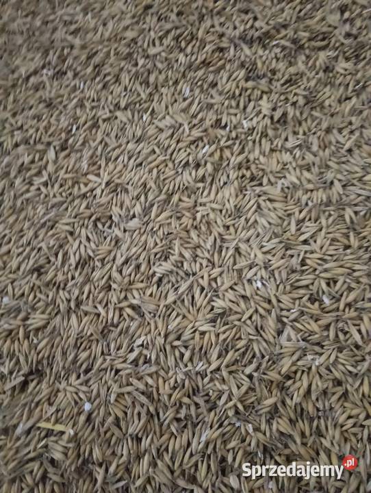 Owies bingo Majdanek Kozicki sprzedam