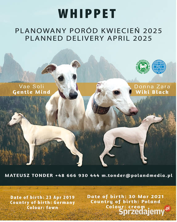 MAGNUM Whippet na sprzedaż piękne rasowe zdrowe sprzedam
