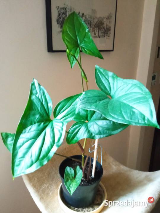 Piękne syngonium 10 i nie Dom i Ogród Białystok