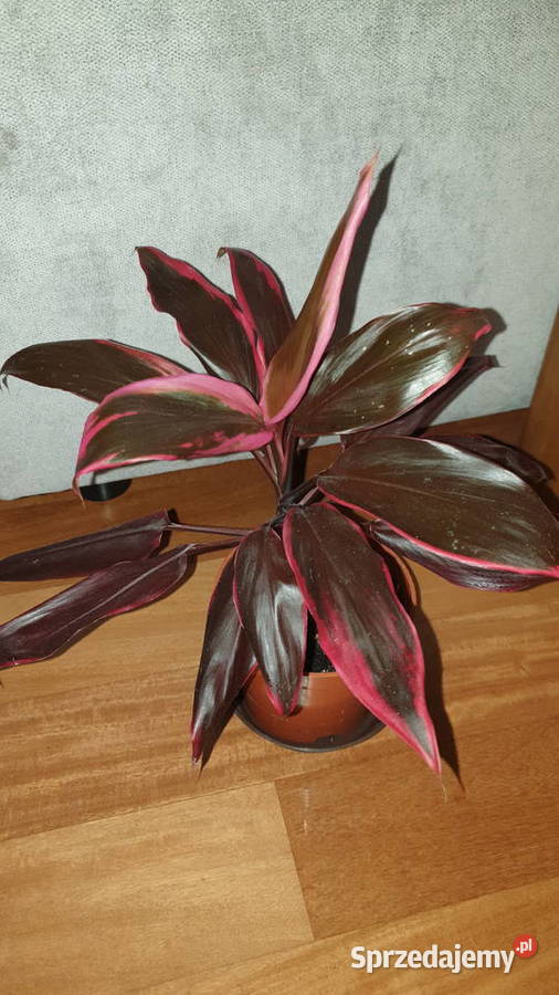 Kordylina pięknie wybarwiona Warszawa