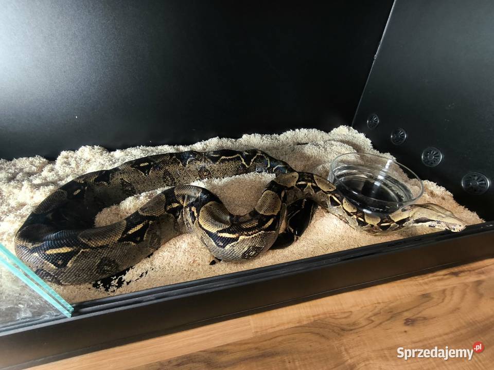 Boa constrictor samica Siedlce
