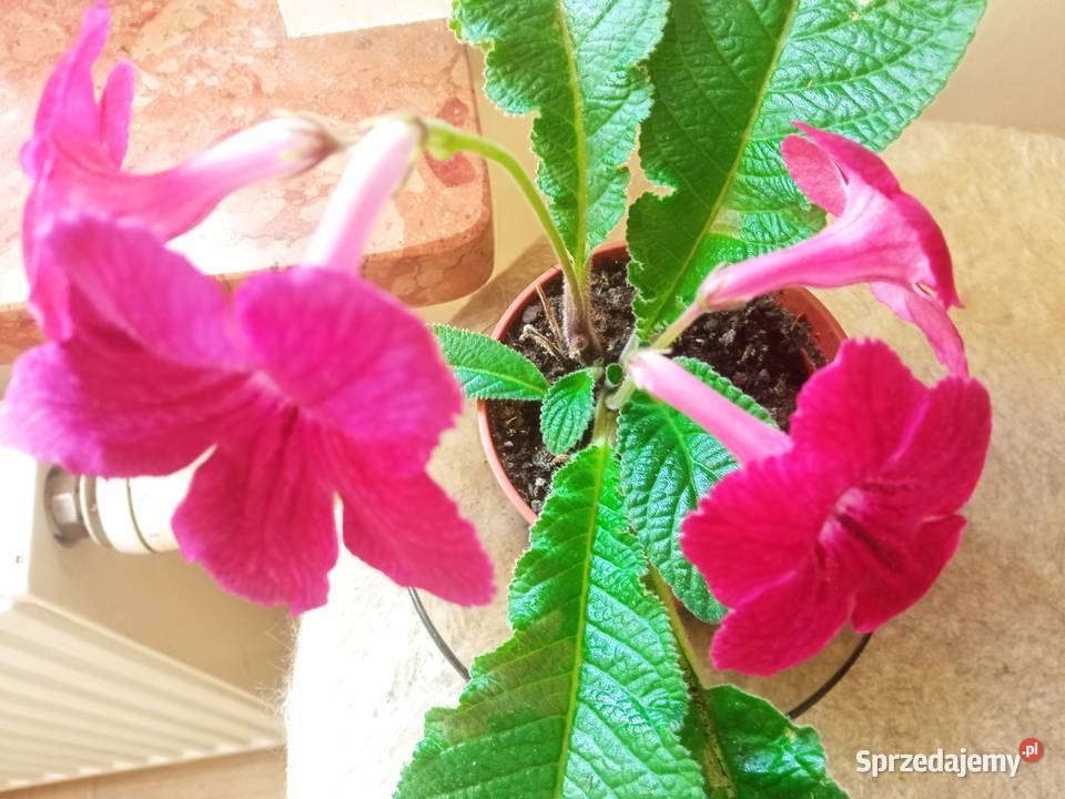 Skrętniki piękne kwiaty Białystok