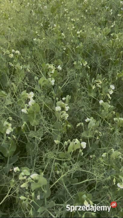 Groch SALAMANCA zbiór 2025 czyszczony Wieluń