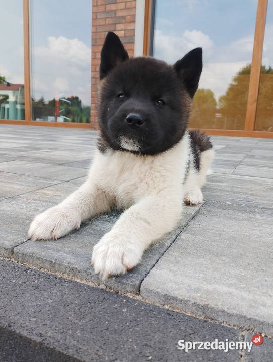 Szczeniaki Akita Amerykańska Śmigiel