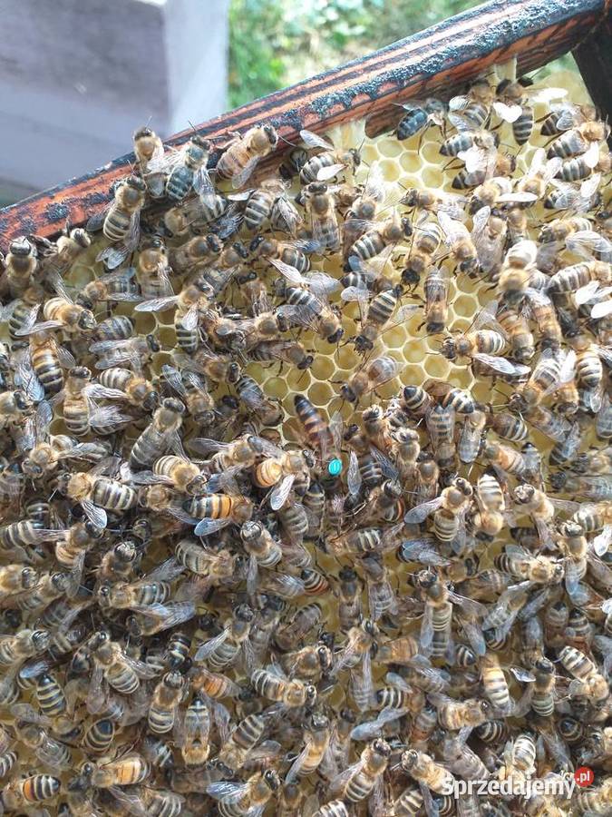 Matki pszczele Karpatka Iwonka Bieździedza