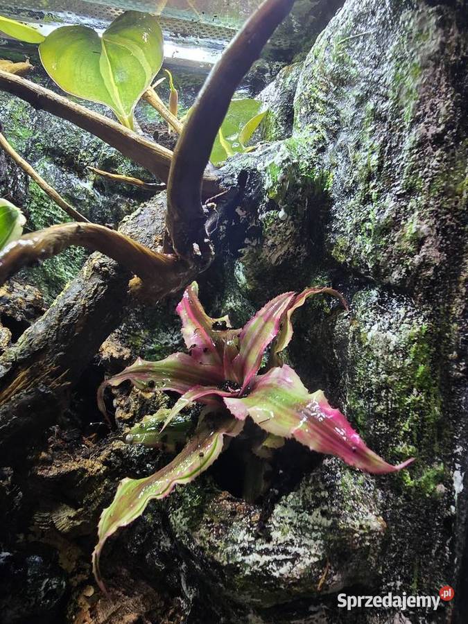 Terrarium tropikalne 25x25x40 z gekonami wielkopolskie Ostrów Wielkopolski