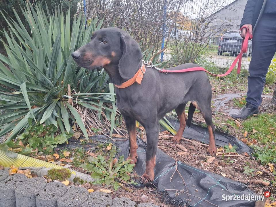Suka Gończy Polski Brzesko