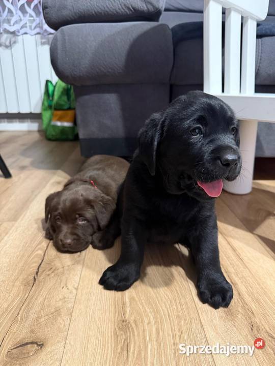 Labrador czarne i czekoladowe szczeniaczki Tarnów