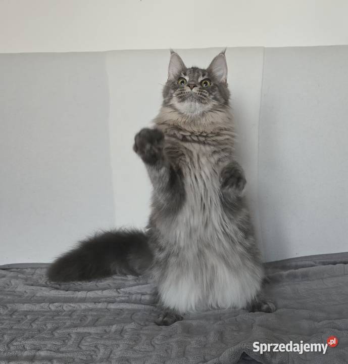 Koteczka Maine Coon Liri Kraków