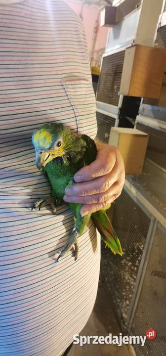 Amazonki modrobrewe ręcznie karmione 2025 DNA Warszawa