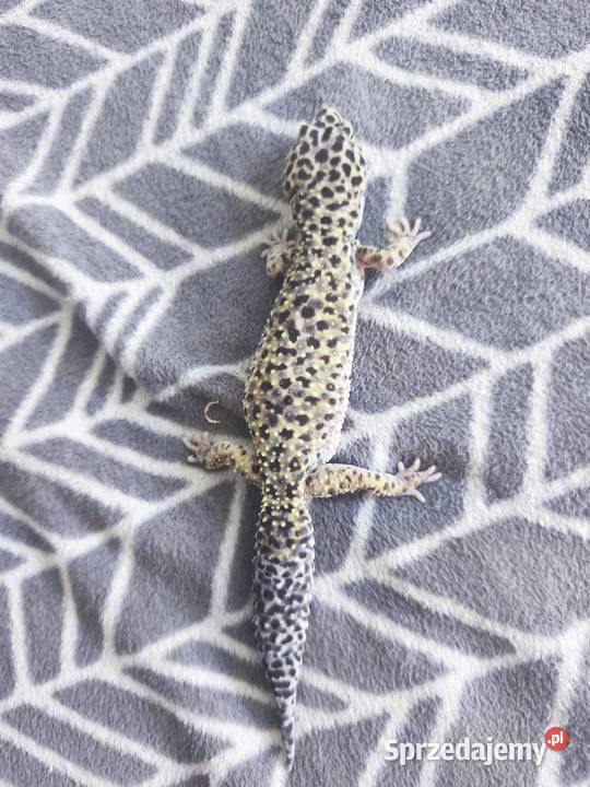 Terrarium z wyposażeniem full 4 Gekony małopolskie Kalwaria Zebrzydowska