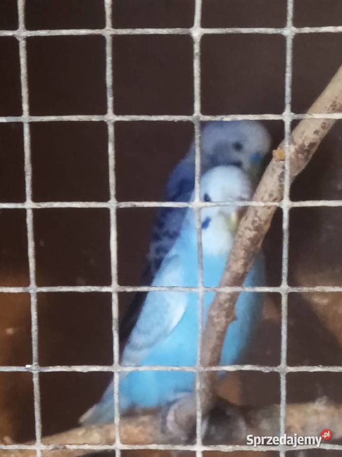 Papugi faliste Leżajsk sprzedam