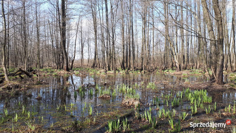 Działka Ponikiew mazowieckie 2800 m2