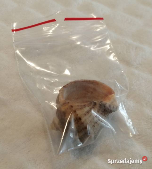 Muszla 38 56 Kreatywne Czeladź