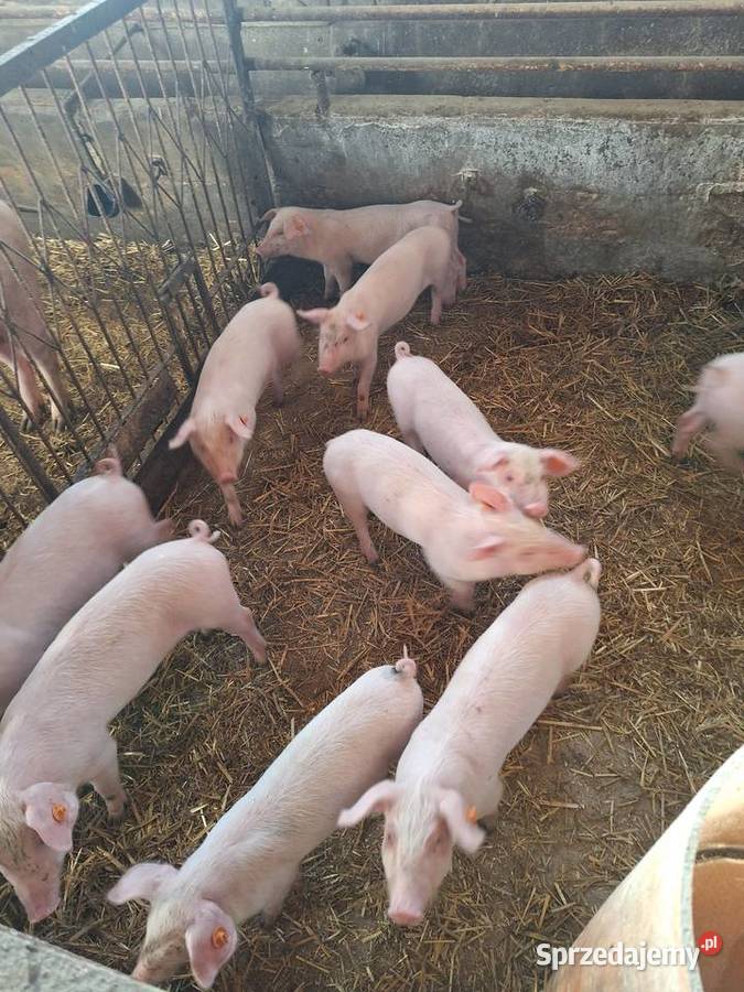 Trzoda chlewna Trzoda chlewna Czerników Karski